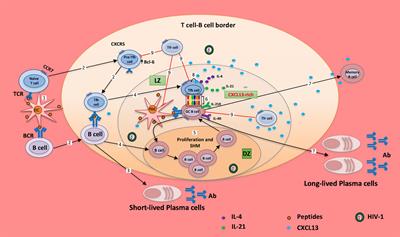 The Role of CXCL13 in Antibody Responses to HIV-1 Infection and Vaccination